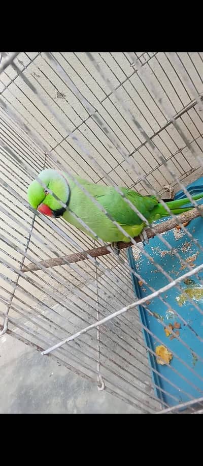 Green Ringneck parrot