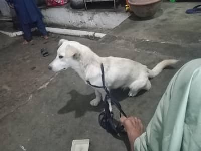 acha hai Ghar Waly mana karhy hain