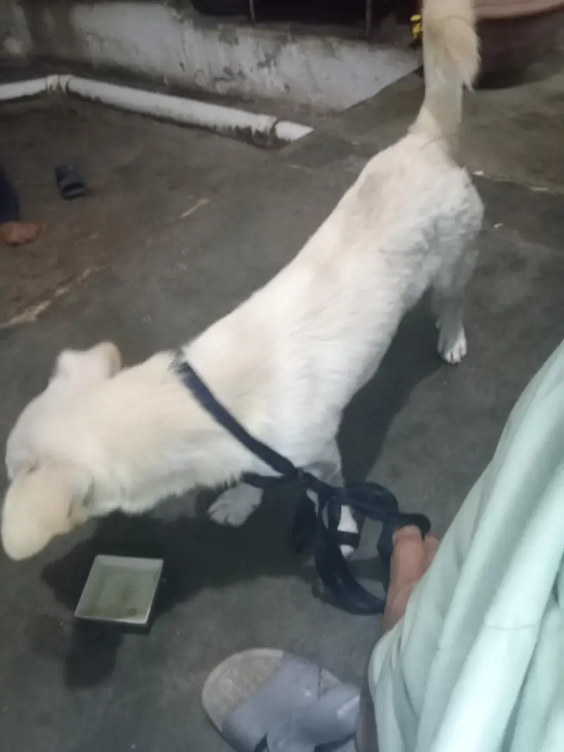 acha hai Ghar Waly mana karhy hain — photo 2
