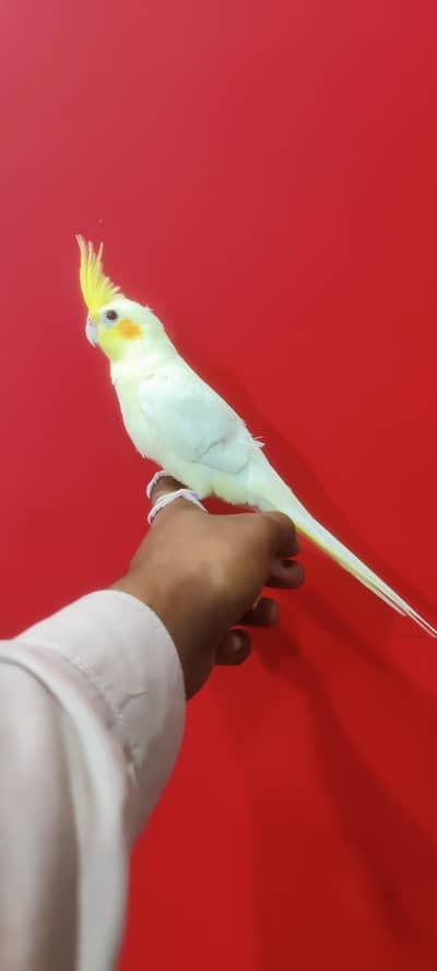Hantame cockatiel