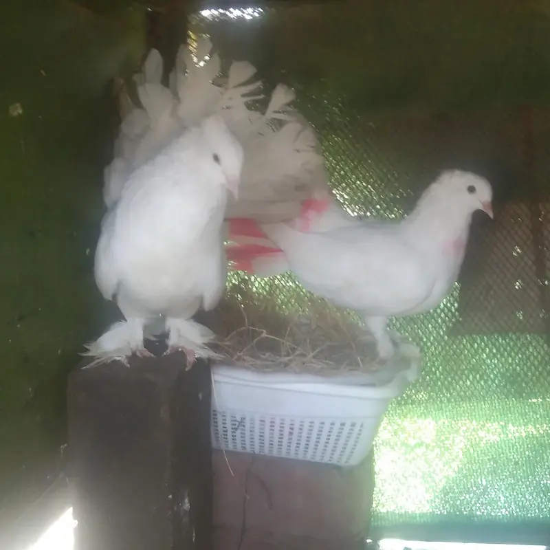 kaqah Kabotar pair — photo 3