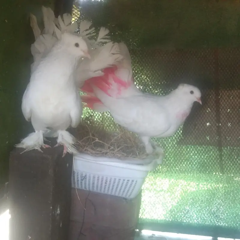 kaqah Kabotar pair — photo 4