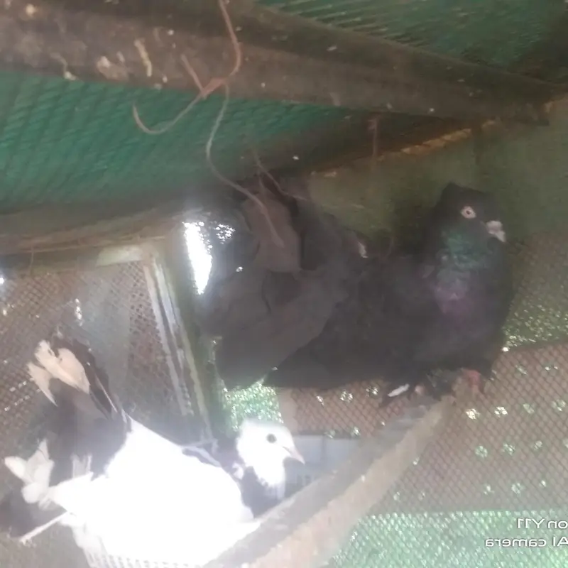 kaqah Kabotar pair — photo 5