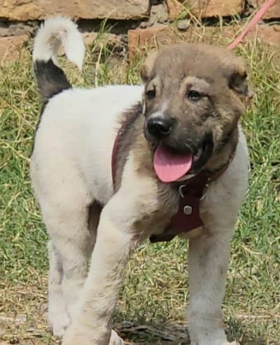 ​Top Quality King Kurdish Kangal Male - 2 Months Old
