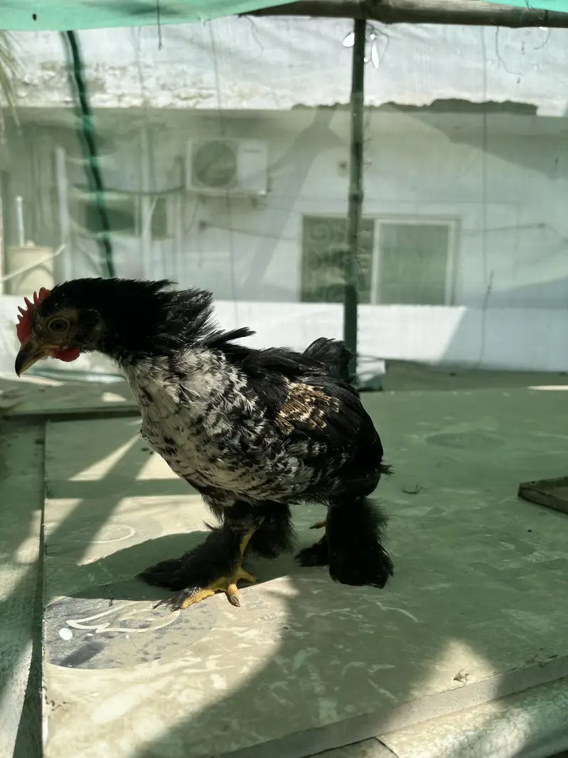 Desi murgha and bentum — photo 3