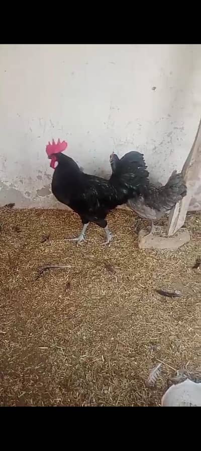 pure Australop bloodline