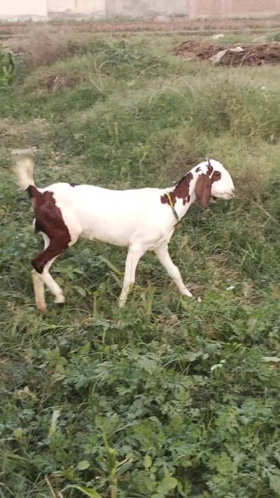 dasi cross dondi path available for sale healthy and active