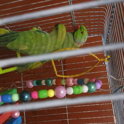 3 Years Green Ringneck Breeder Pair - Active & Healthy