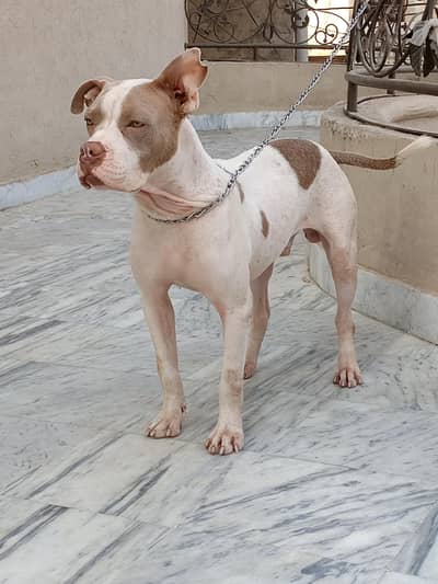 Iam selling my American pitbull dog03248080929