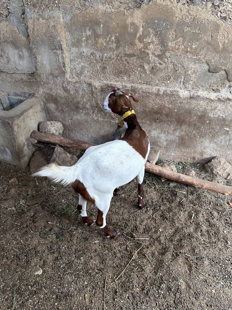 Goats 0