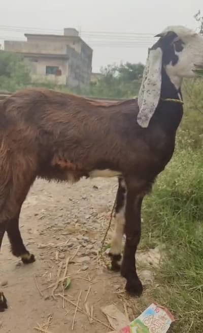 3 beetal female pathiyaan hain . female goats