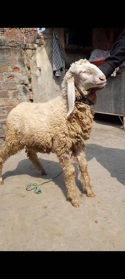 dadi chatra bacha