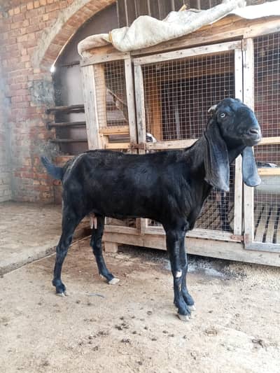 Pregnant Beetal Bakri