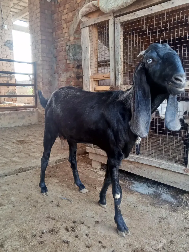 Pregnant Beetal Bakri — photo 2