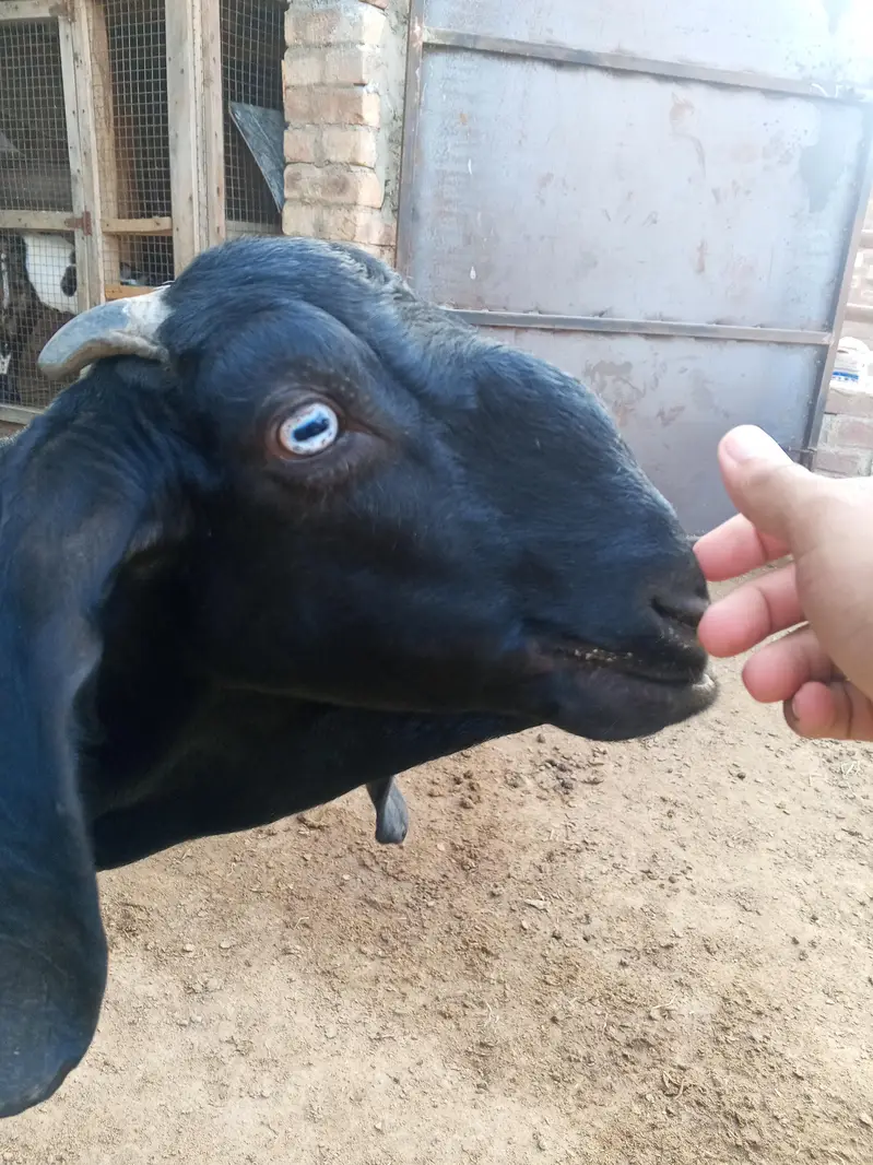 Pregnant Beetal Bakri — photo 3