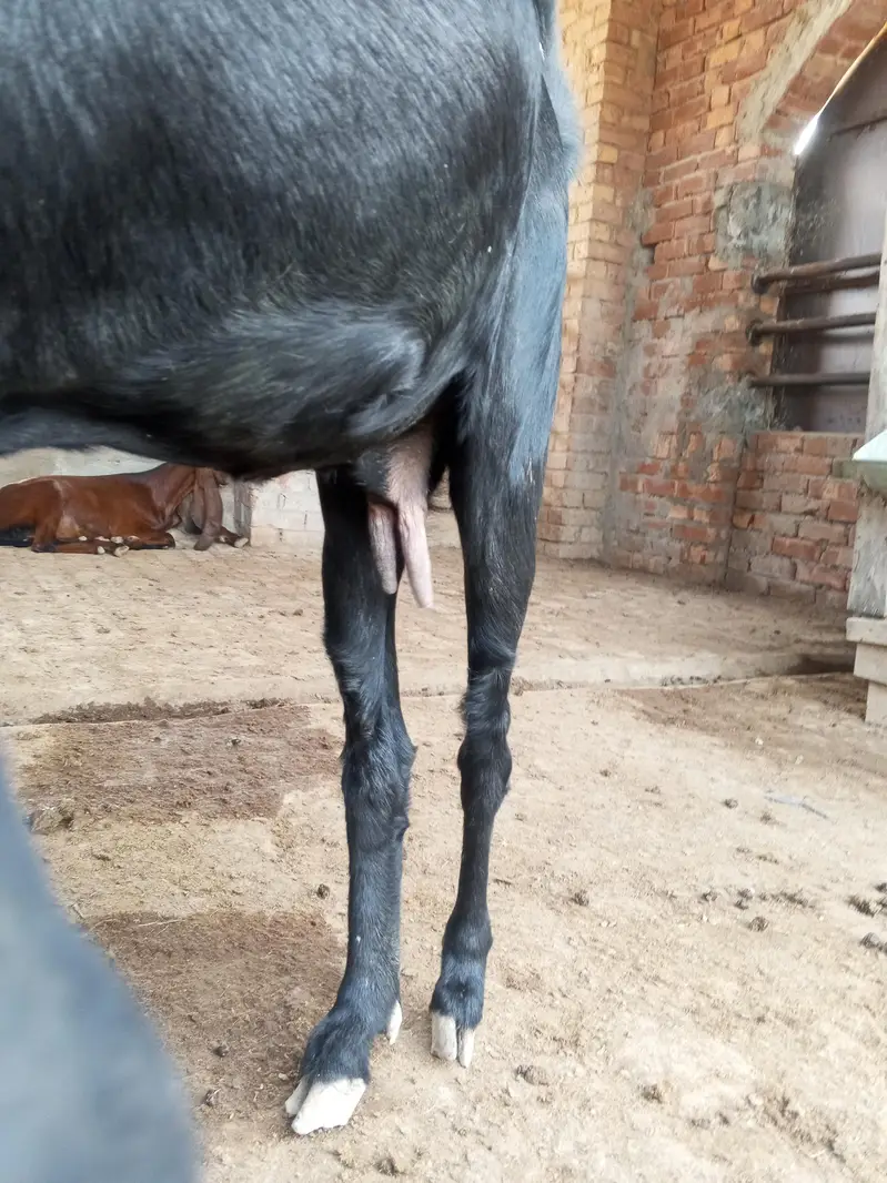 Pregnant Beetal Bakri — photo 4