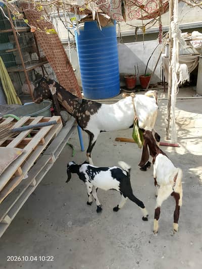 Bakrid bakrid sale