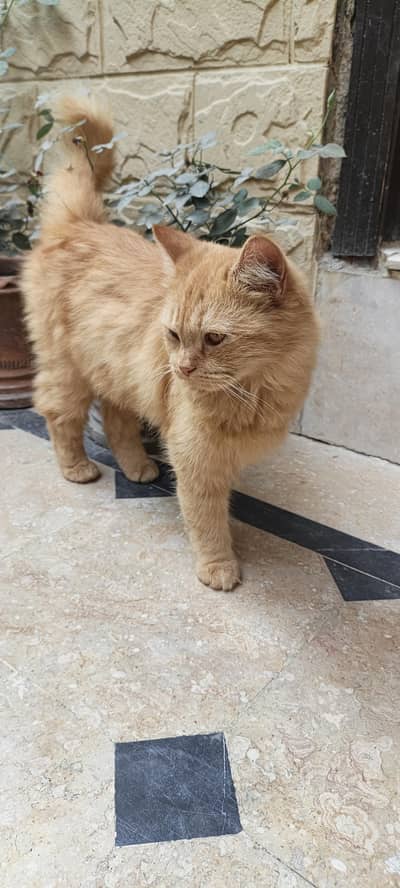 one female cat with 2 little baby