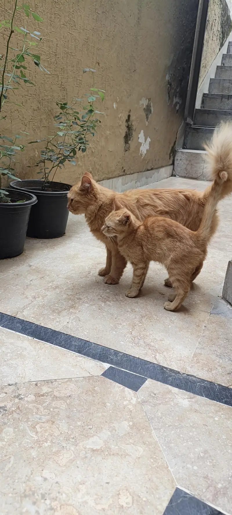 one female cat with 2 little baby — photo 2