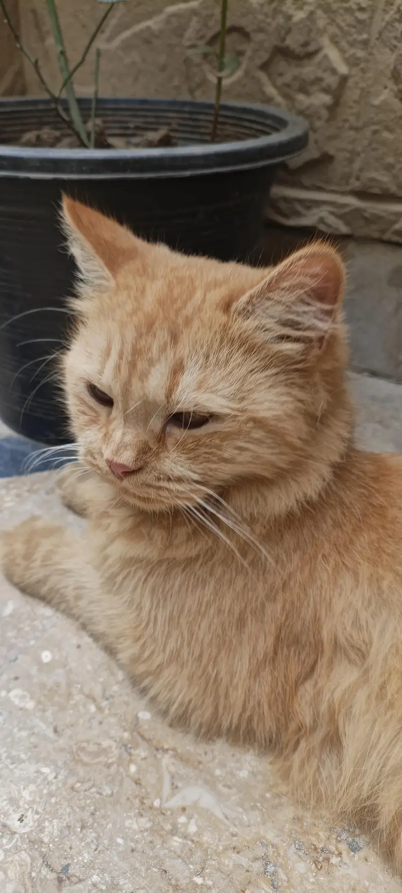 one female cat with 2 little baby — photo 3