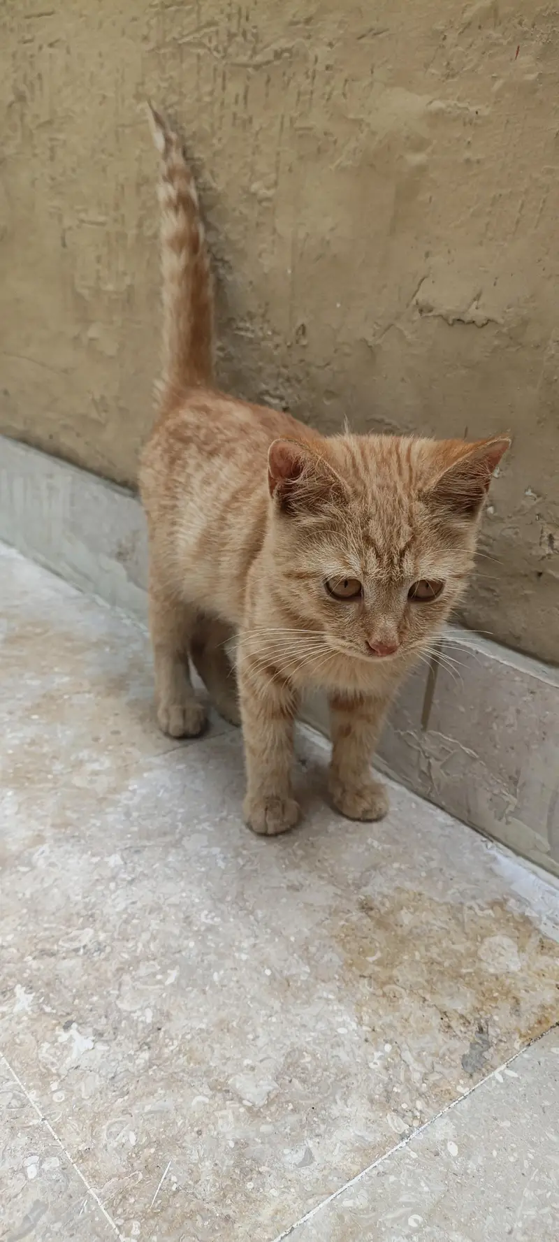 one female cat with 2 little baby — photo 4