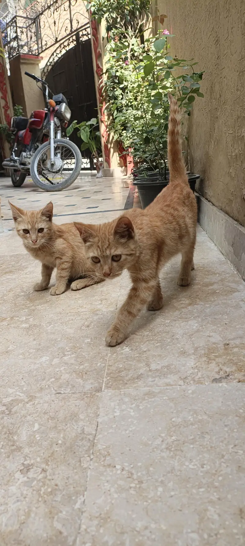 one female cat with 2 little baby — photo 5