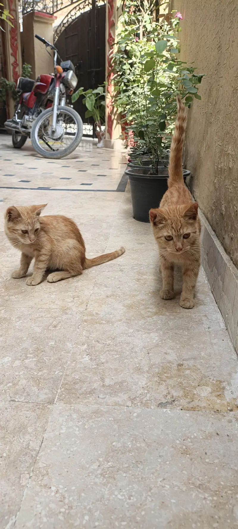 one female cat with 2 little baby — photo 6