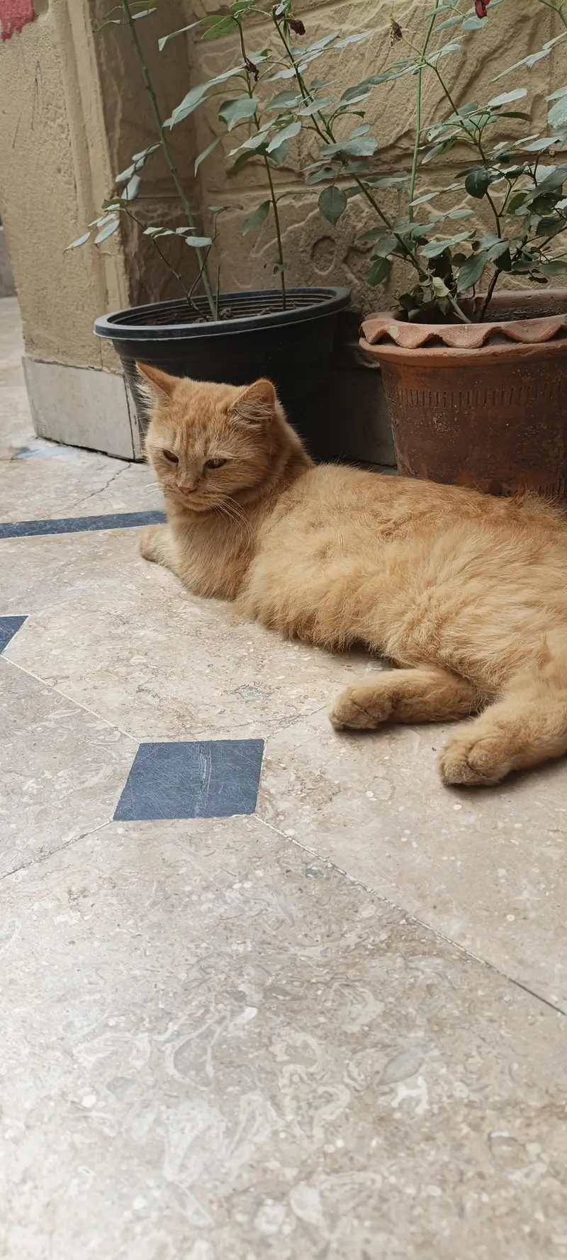 one female cat with 2 little baby — photo 7
