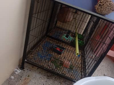 birds cage for sale with albino red eyes