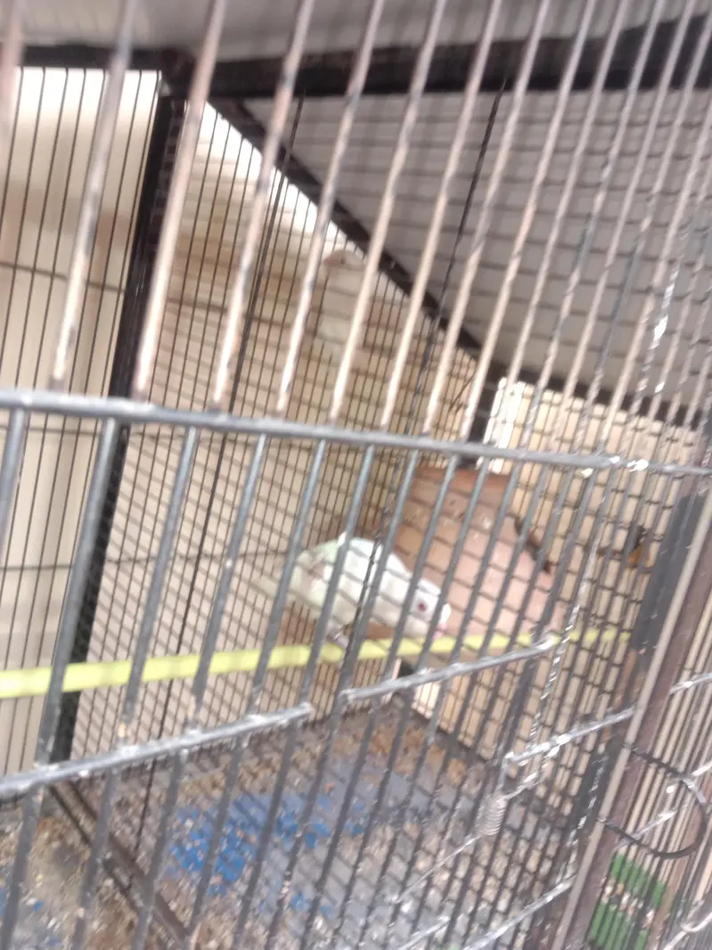 birds cage for sale with albino red eyes — photo 2