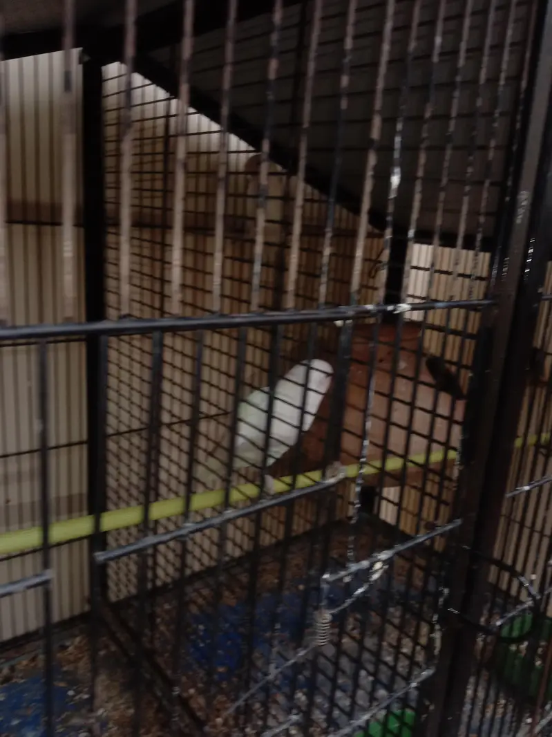 birds cage for sale with albino red eyes — photo 3