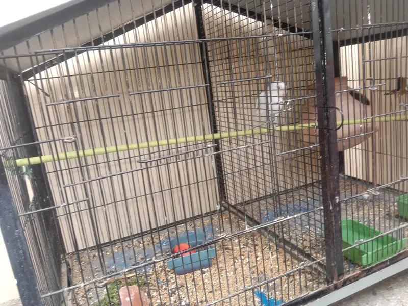 birds cage for sale with albino red eyes — photo 4