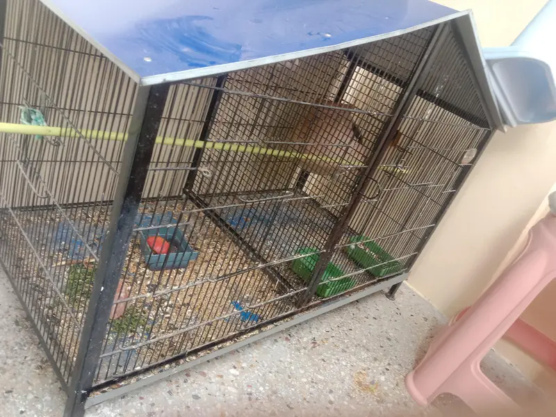 birds cage for sale with albino red eyes — photo 5