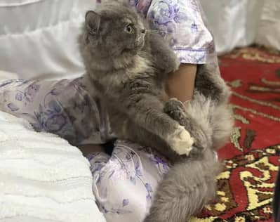 cat for sale