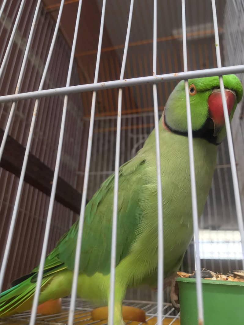 Green Ringneck parrot 0