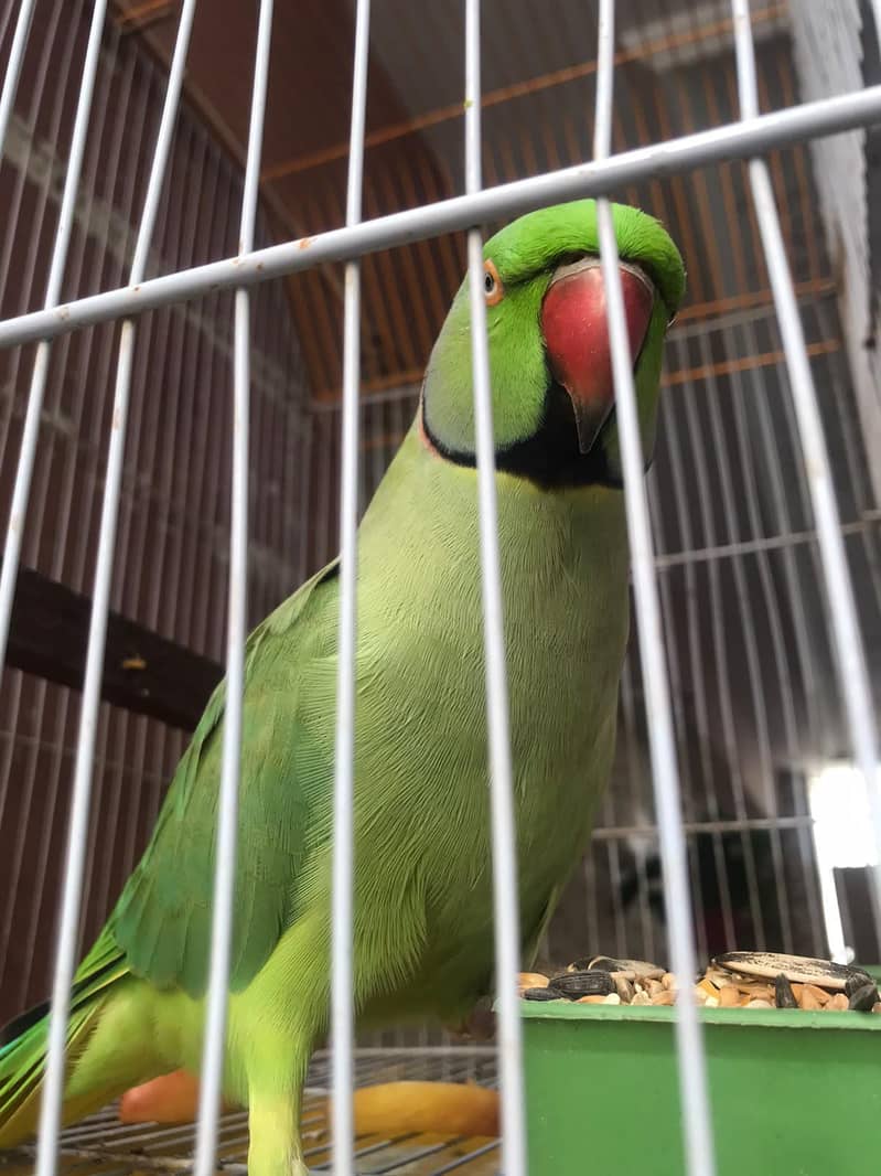 Green Ringneck parrot 1