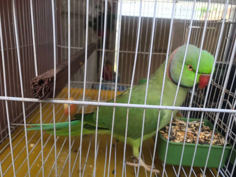 Green Ringneck parrot 2