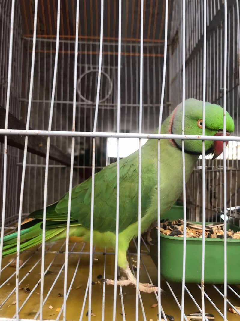 Green Ringneck parrot 3