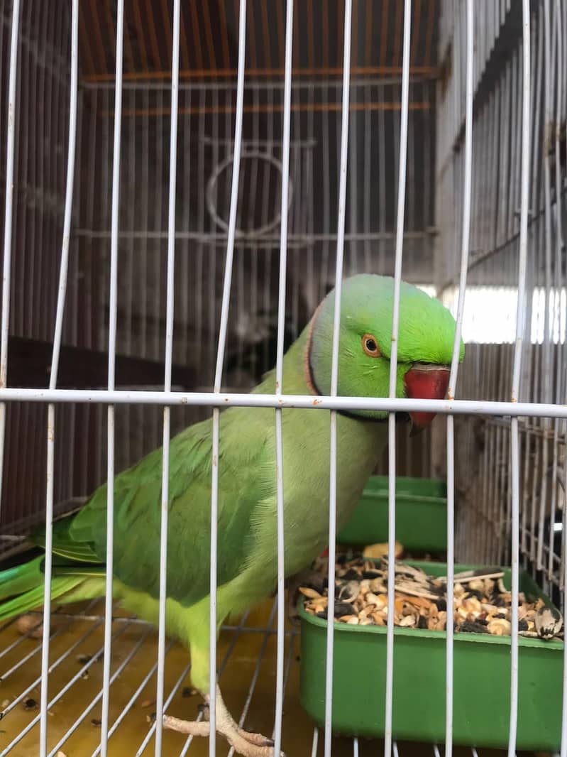 Green Ringneck parrot 4