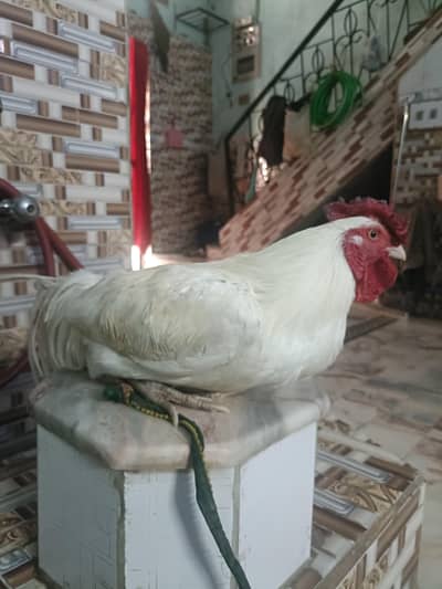 white hen