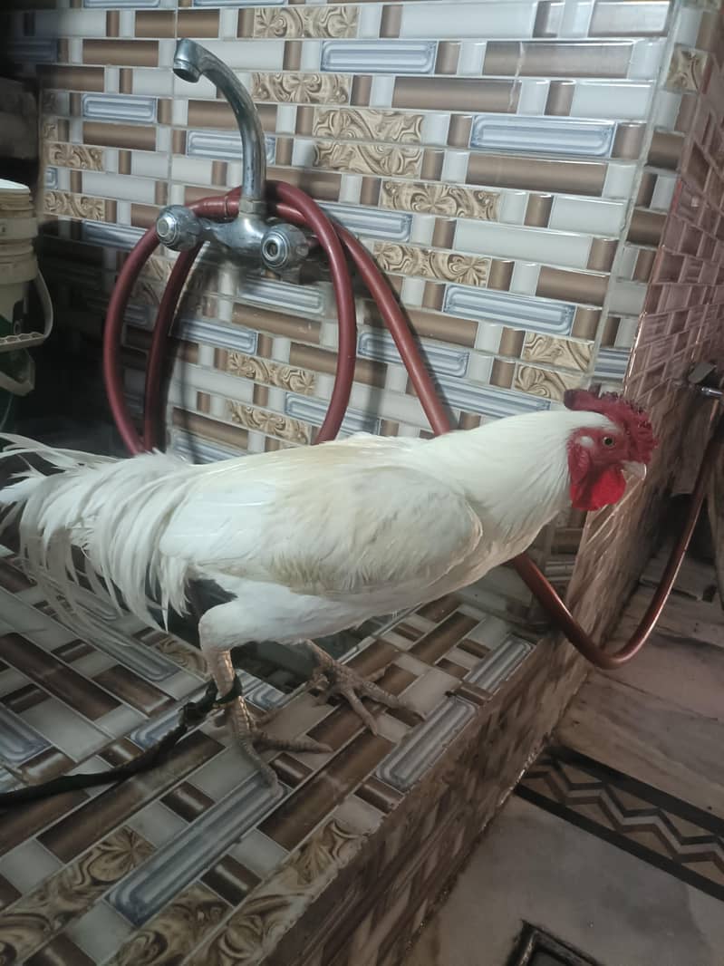 white hen 1
