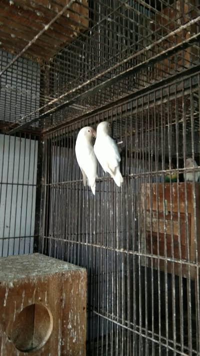 Albino red eye breeder pairs available