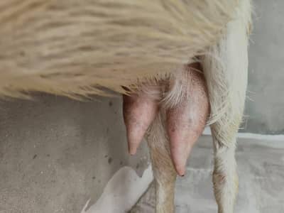 bakri for sale healthy and active
