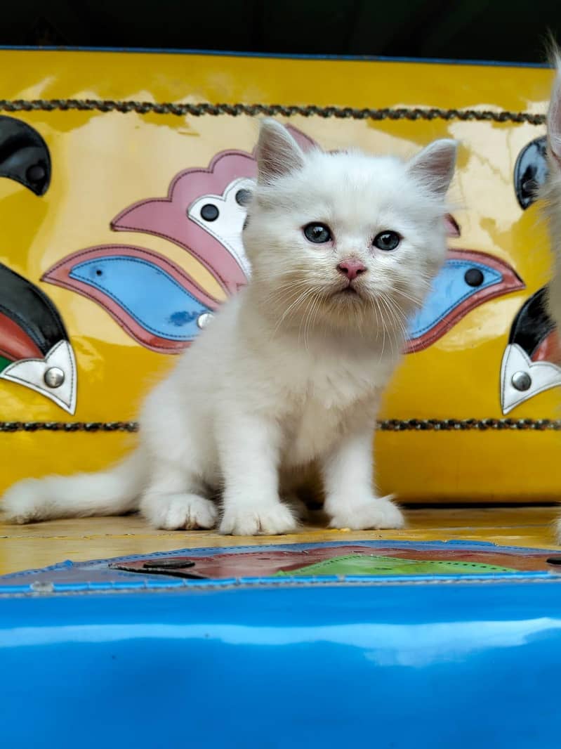 persian kittens 0