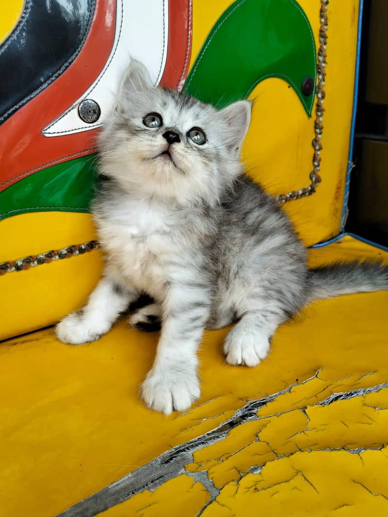 persian kittens 1
