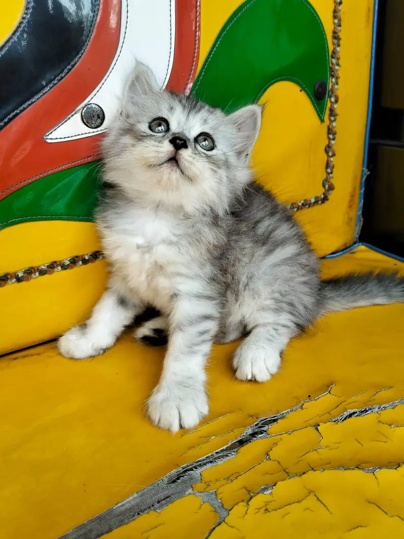 persian kittens — photo 2
