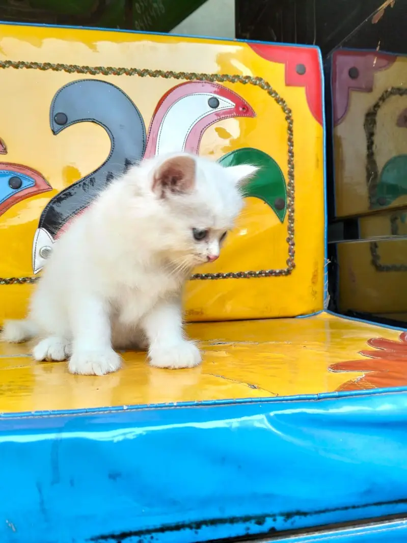 persian kittens — photo 3