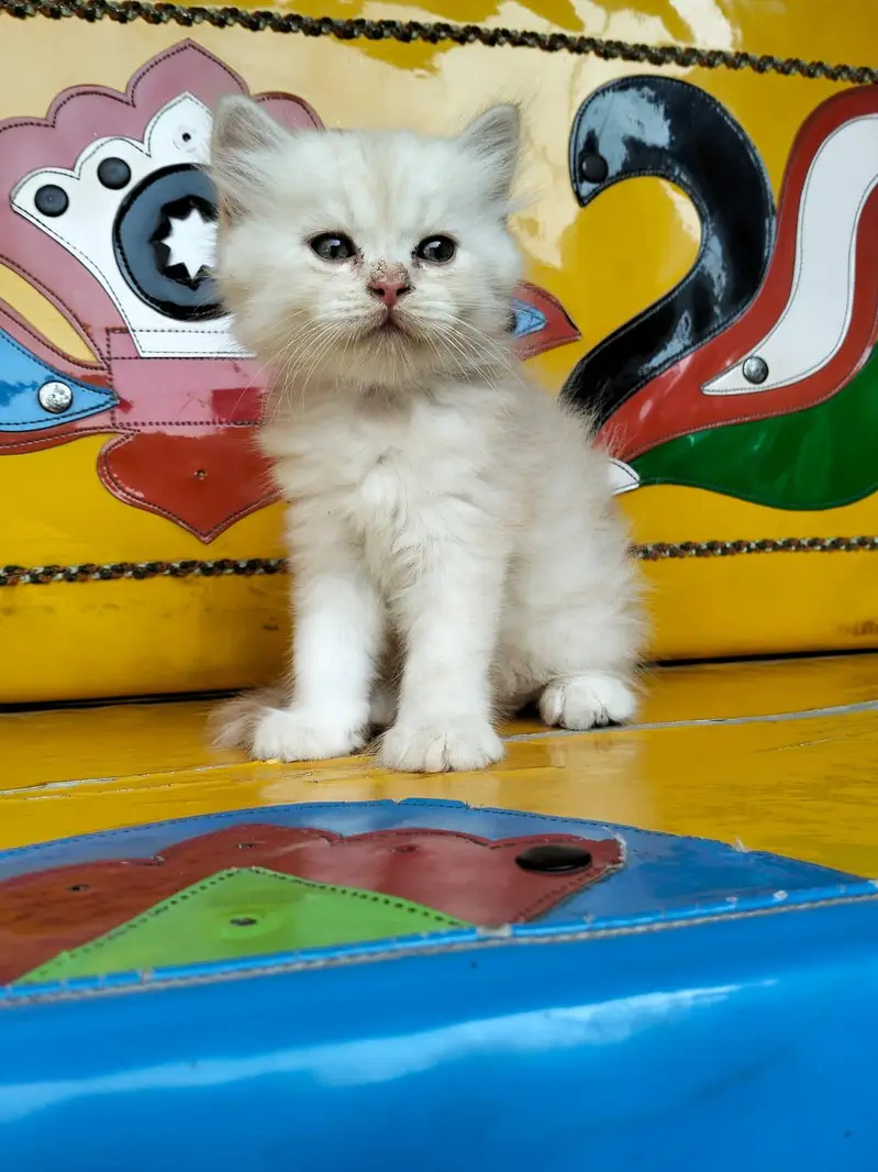 persian kittens — photo 4