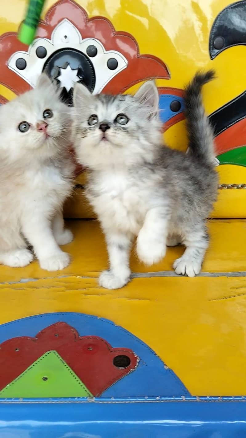 persian kittens 4