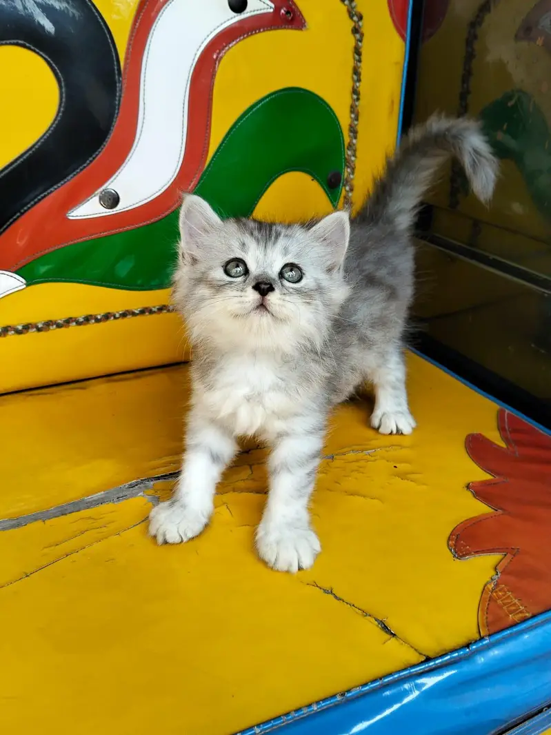 persian kittens — photo 6